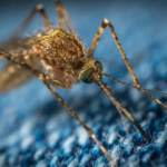 Mosquito 3D Printing