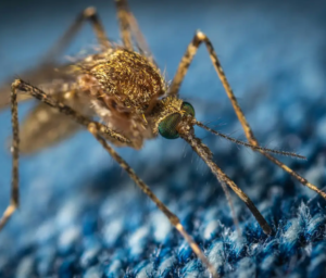 मच्छर(Mosquito) के डंक से बना 3D प्रिंटर का नोज़ल, इन्हे नोबेल प्राइज़ भी मिल गया